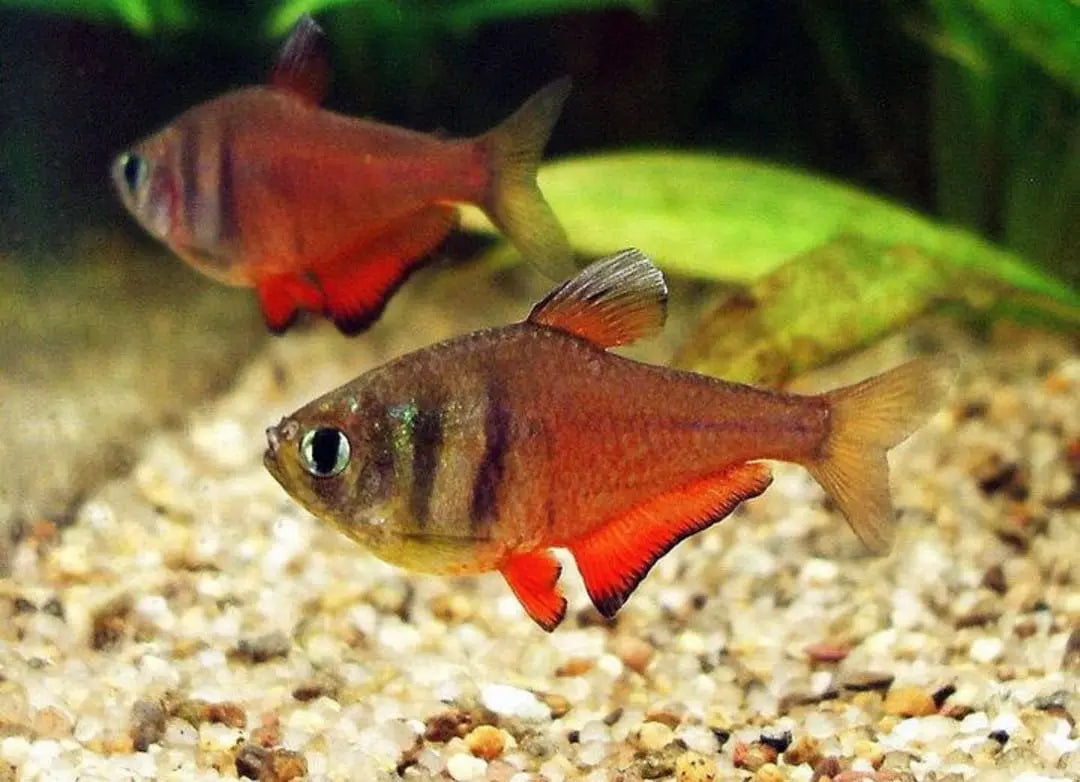 Zuchtbericht – Hyphessobrycon flammeus (Roter von Rio) AquaTimo