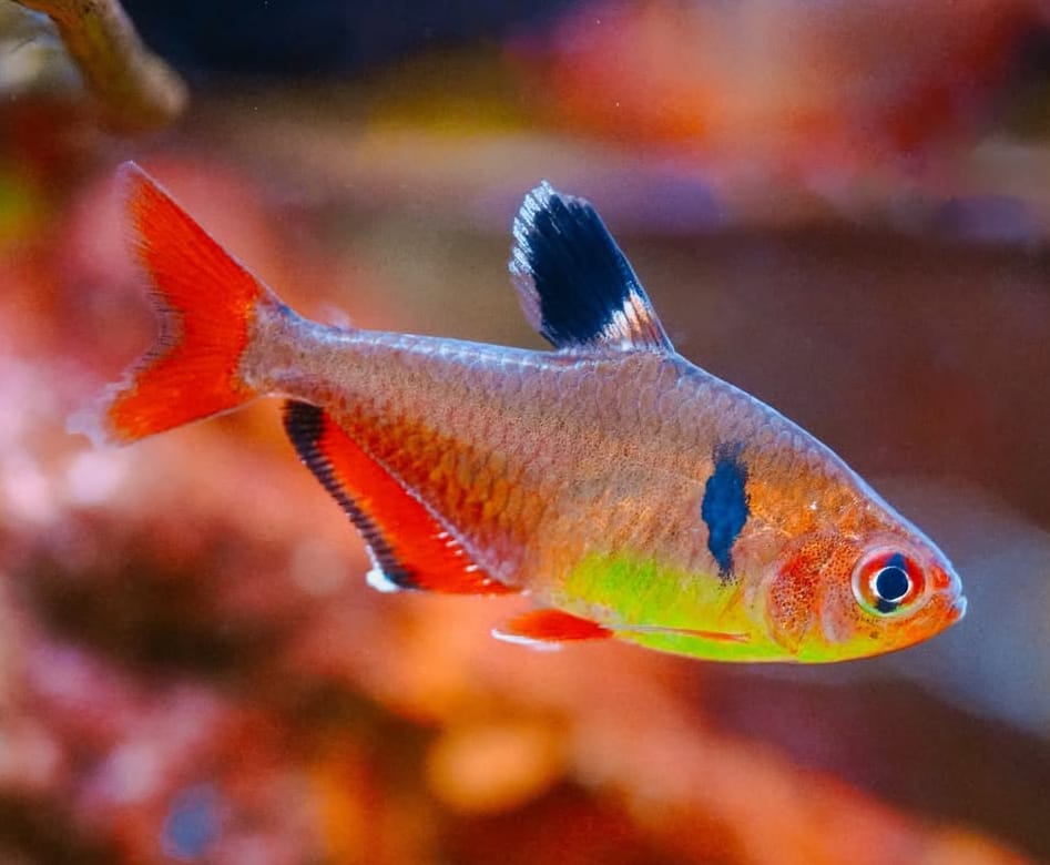 Zucht des Blutsalmlers "Extra Rot" – so gelingt die Nachzucht im Aquarium