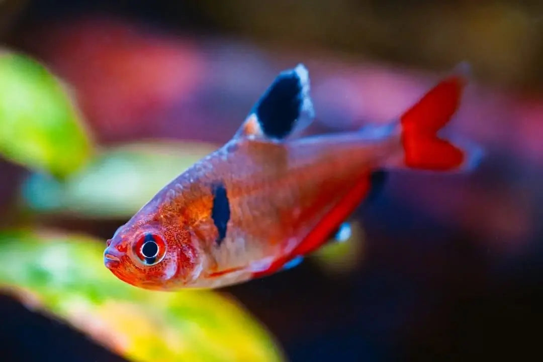 Blutsalmler "Extra Rot" richtig halten – Tipps zur artgerechten Pflege im Aquarium AquaTimo