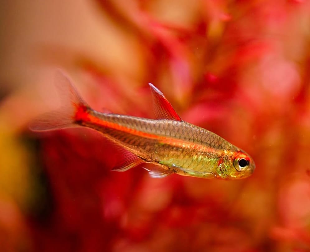 Glühlichtsalmler (Hemigrammus erythrozonus) – Haltung & Pflege im Aquarium