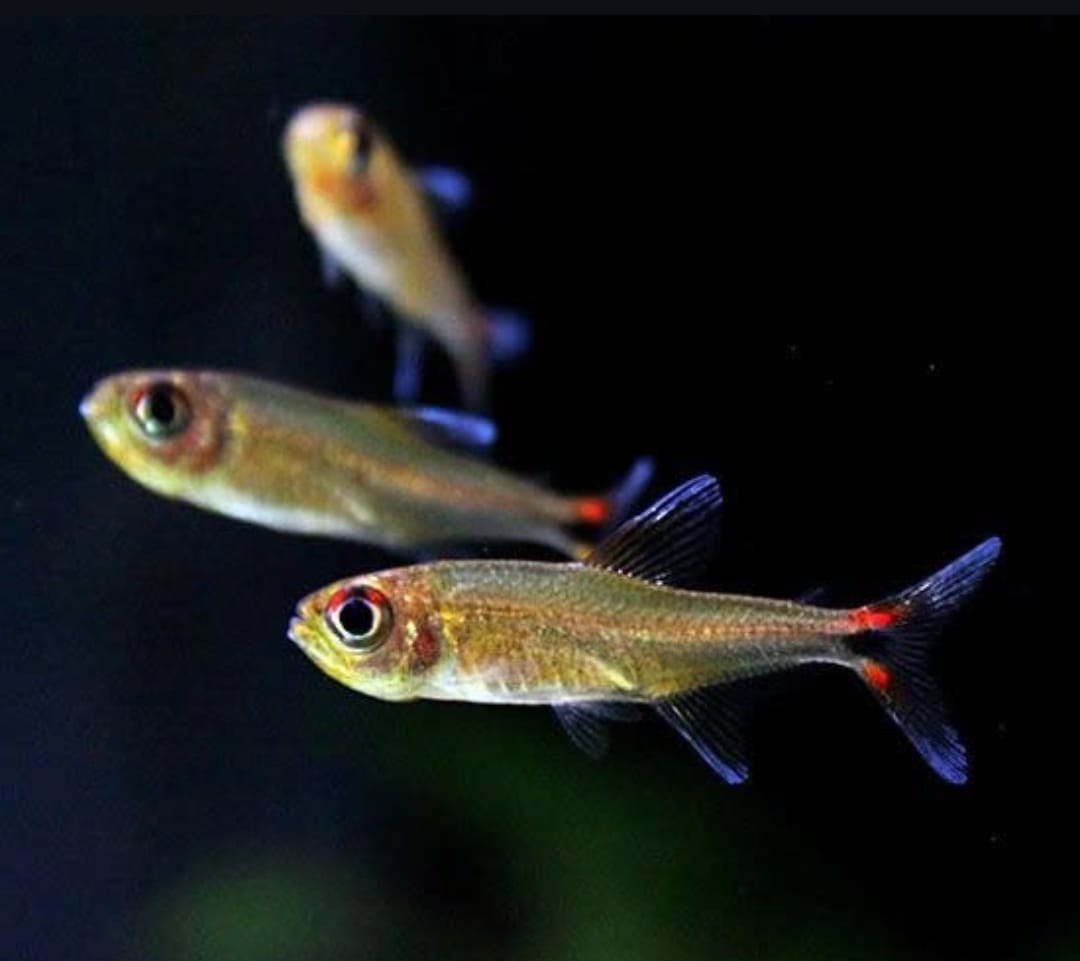Roter Pfeffersalmler (Axelrodia stigmatias) – Haltung, Pflege & Vergesellschaftung im Aquarium
