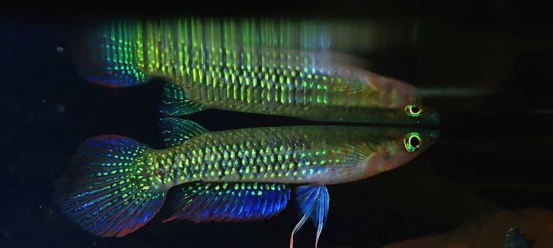 Zucht des Goldenen Streifenhechtlings (Aplocheilus lineatus "Gold")