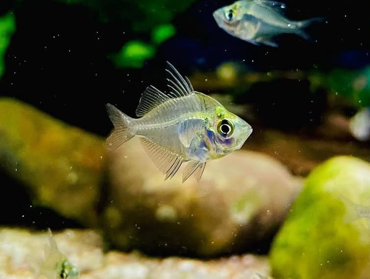Zuchtbericht – Glasbarsch (Parambassis ranga)   So gelingt die Nachzucht dieser transparenten Schönheit im Aquarium