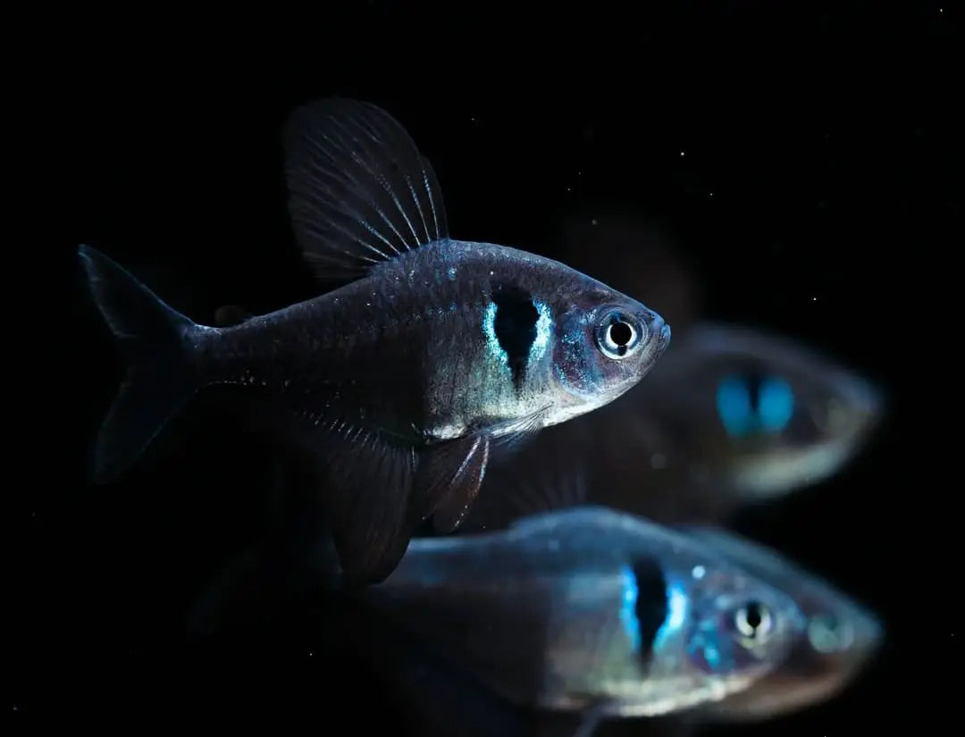 Zuchtbericht – Schwarzer Phantomsalmler Hyphessobrycon megalopterus AquaTimo
