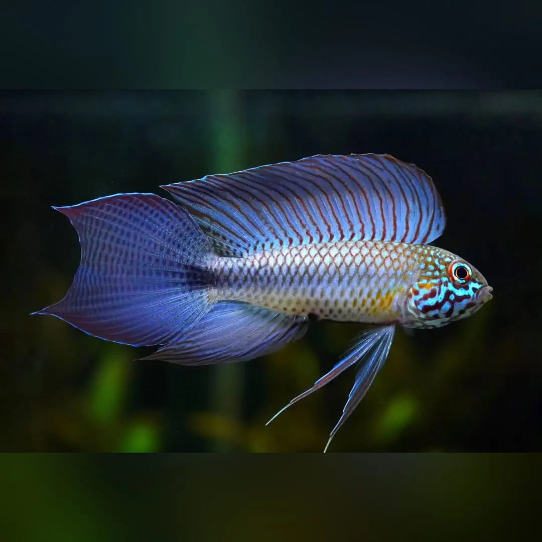 Haltungsbericht: Apistogramma lineata AquaTimo