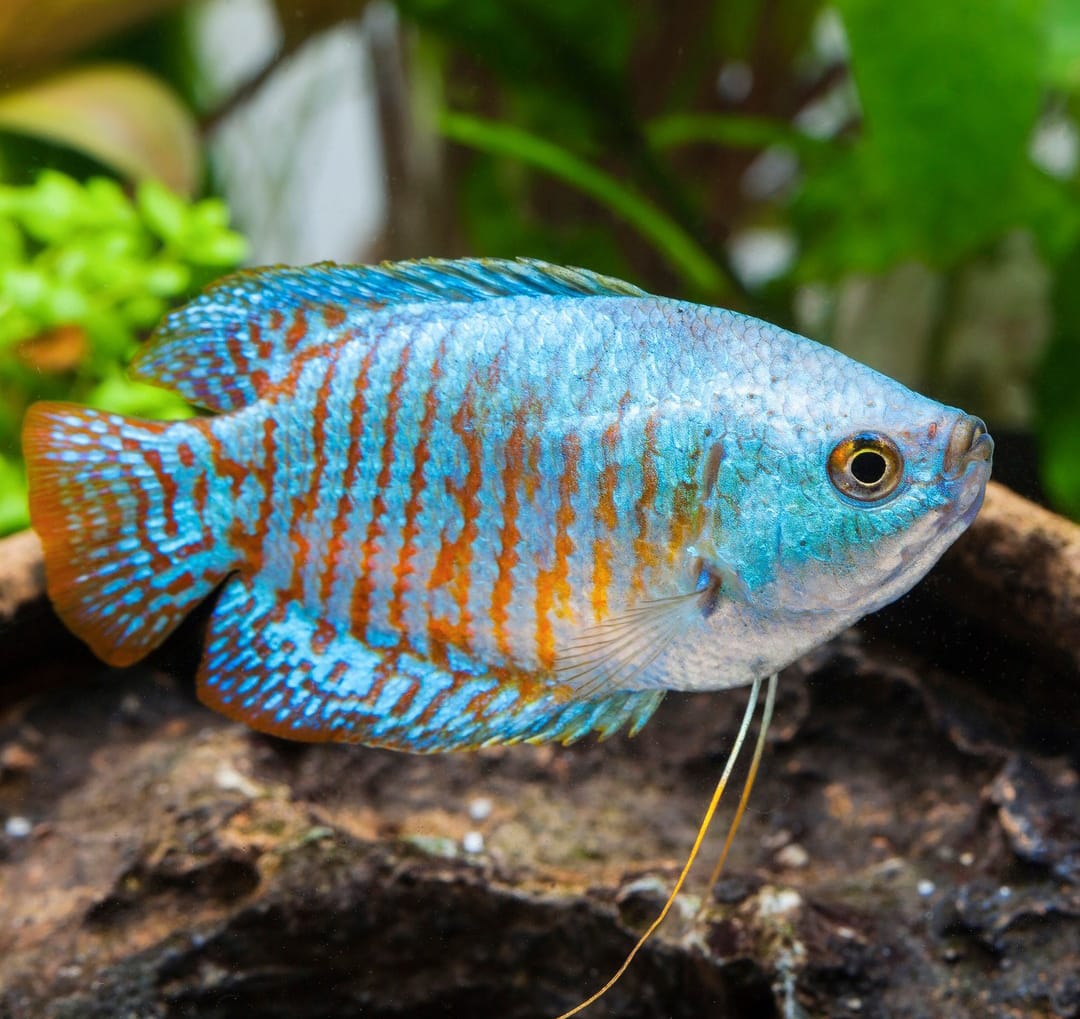 Haltungsbericht – Colisa lalia (Zwergfadenfisch)