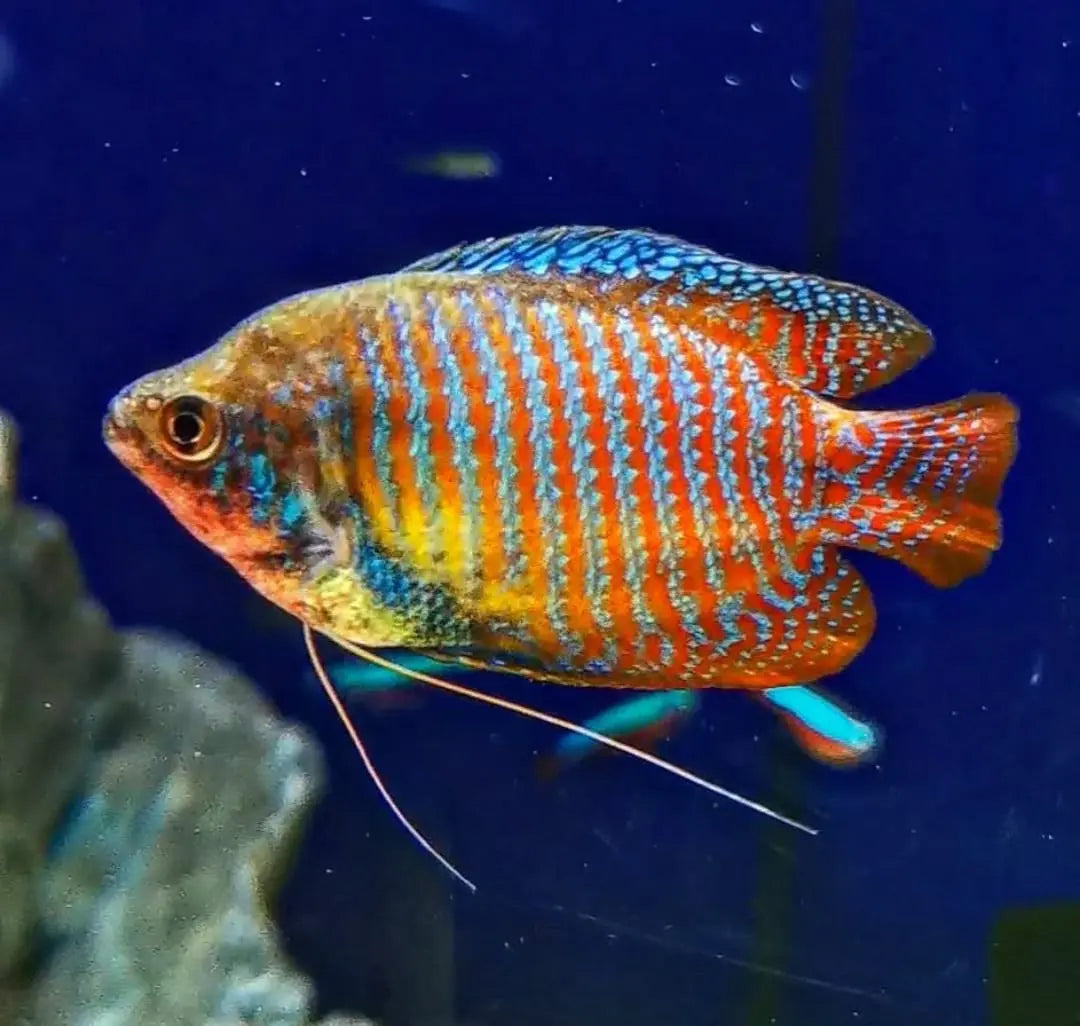 Zuchtbericht – Colisa lalia (Zwergfadenfisch) AquaTimo