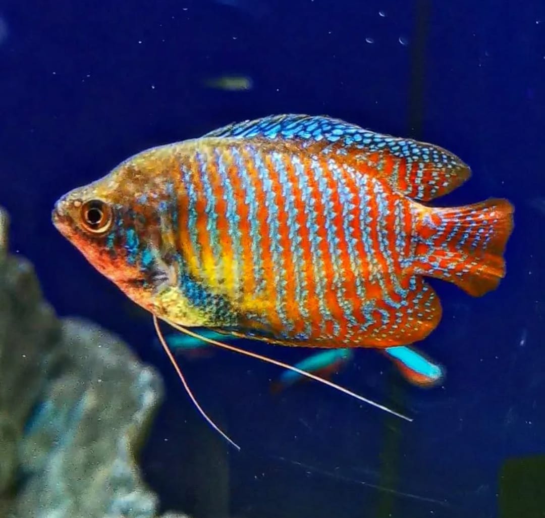 Zuchtbericht – Colisa lalia (Zwergfadenfisch)