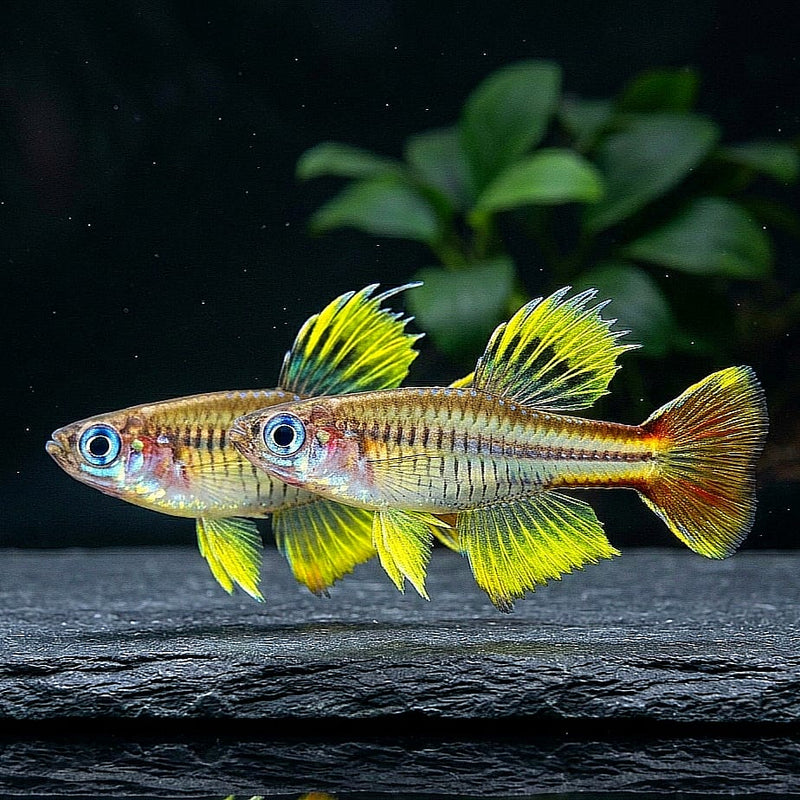 Das Timika-Blauauge (Pseudomugil ivantsoffi): Ein leuchtendes Juwel aus West-Papua