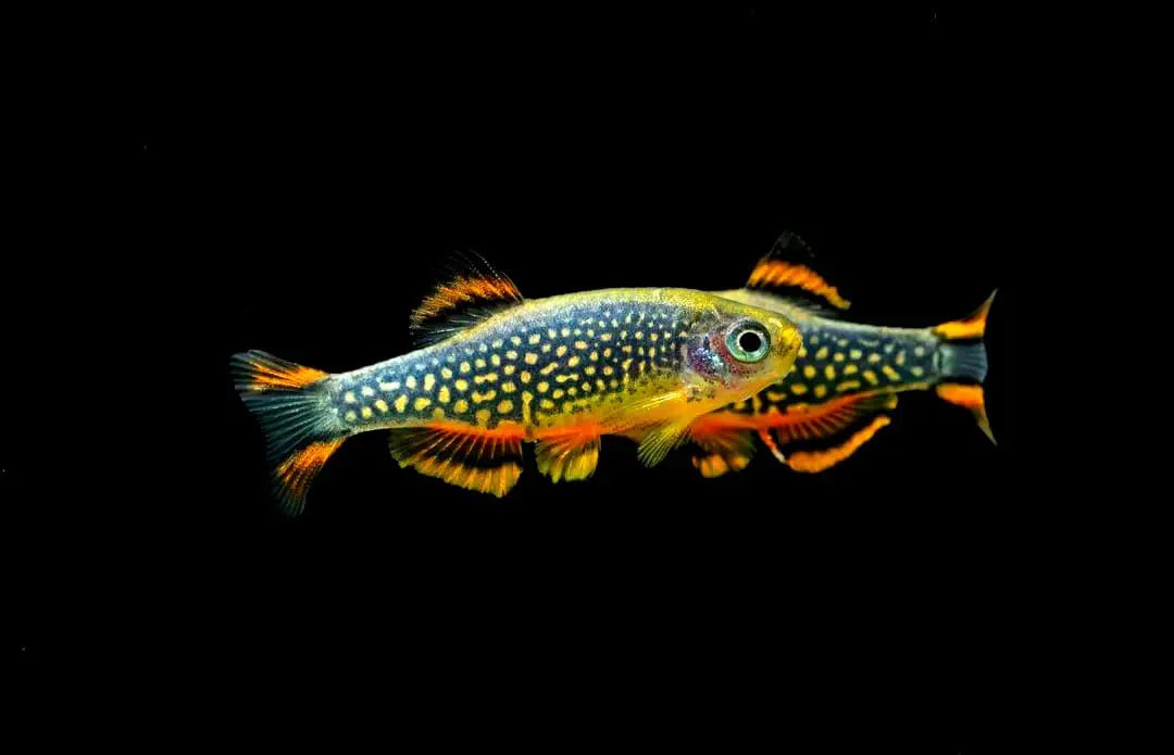 Aquarium Fisch Ernährung: Der Schlüssel zu gesunden und glücklichen Fischen AquaTimo