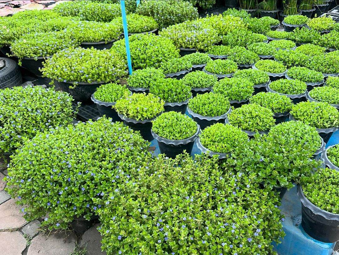 Pflegeleichte Aquarienpflanzen: Die besten Arten für Einsteiger 🌿🐠