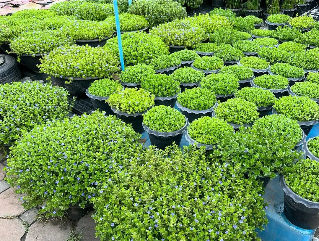 Pflegeleichte Aquarienpflanzen: Die besten Arten für Einsteiger 🌿🐠 AquaTimo