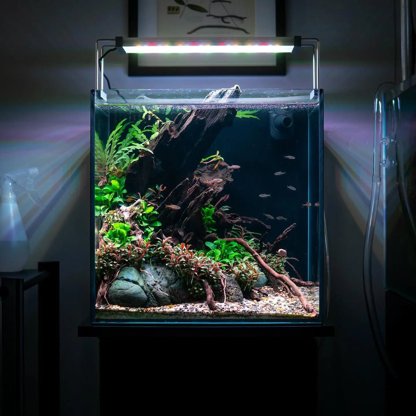Aquarienpflege: So bleibt dein Süßwasseraquarium gesund und schön AquaTimo