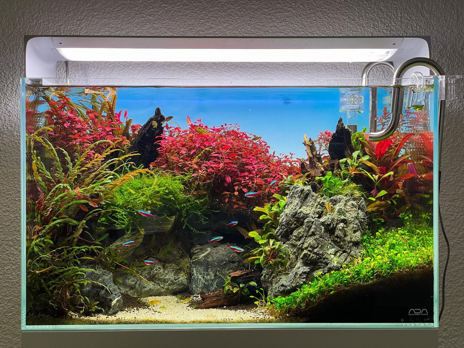 Der erste Besatz: Welche Fische passen zu meinem Aquarium? 🐟