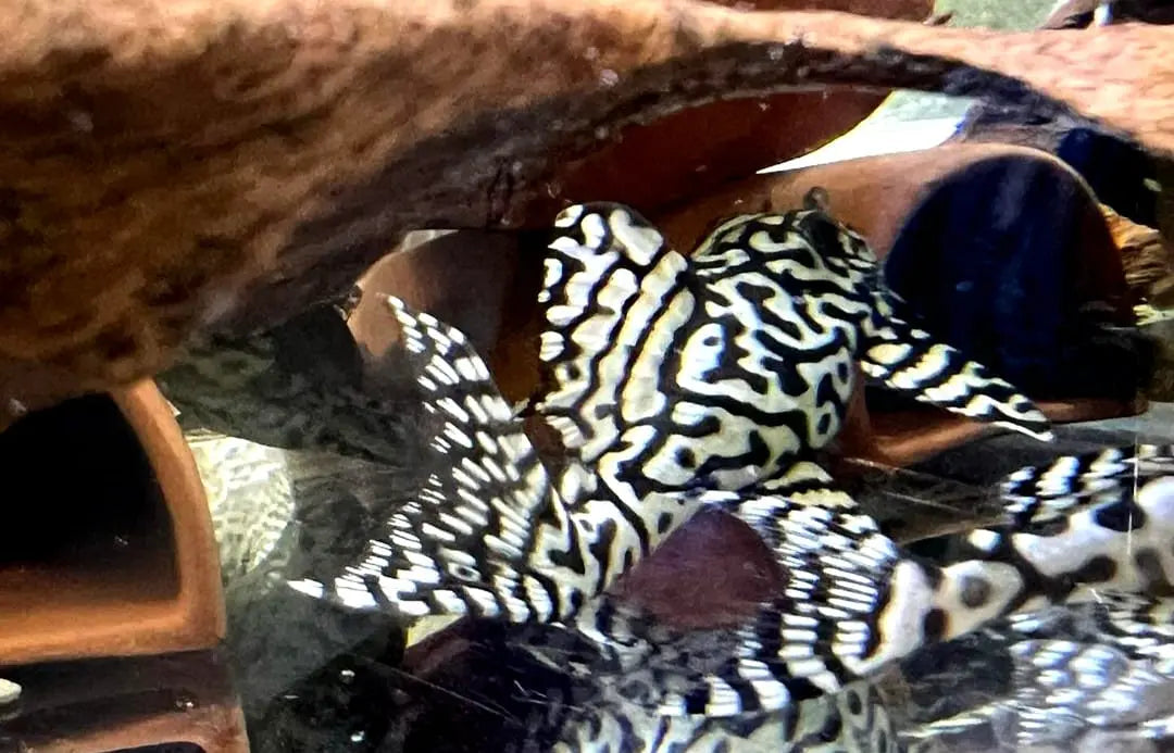 Zuchtbericht: L236 Wels (Hypancistrus sp.) – Ein exklusives Projekt AquaTimo
