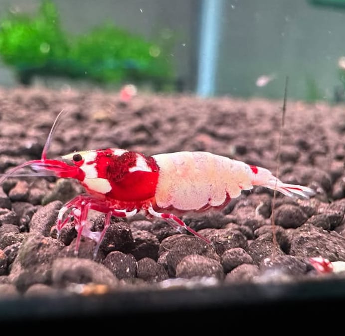 Haltung der Flower-Garnele – Caridina logemanni mit exklusivem Muster im Aquarium