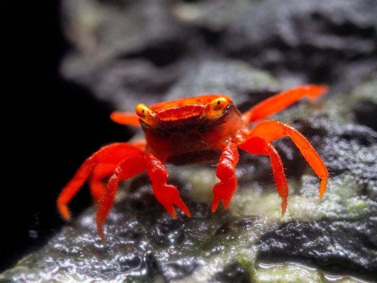 Zuchtbericht: Vampirkrabbe „Golden Top Super Red“ (Geosesarma sp.) – Nachwuchs mit Farbeffekt