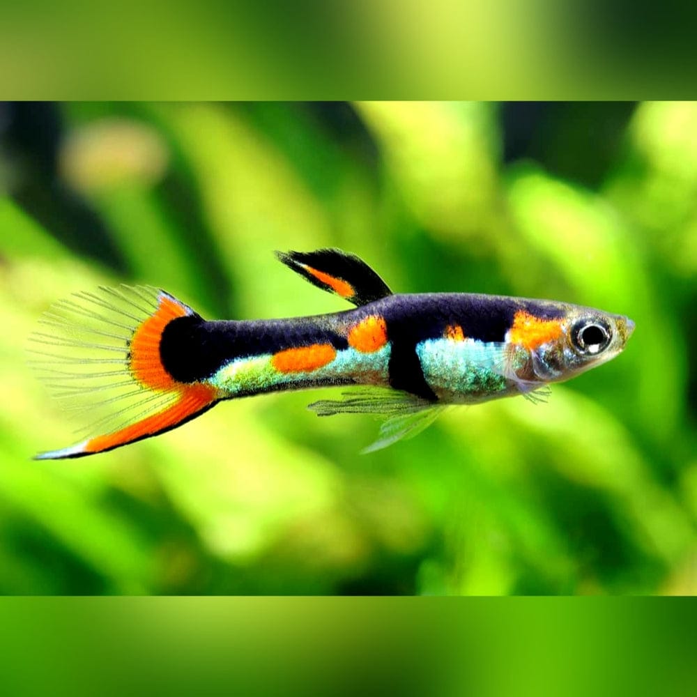 Die perfekte Ernährung für Endler-Guppys 😊🍽️