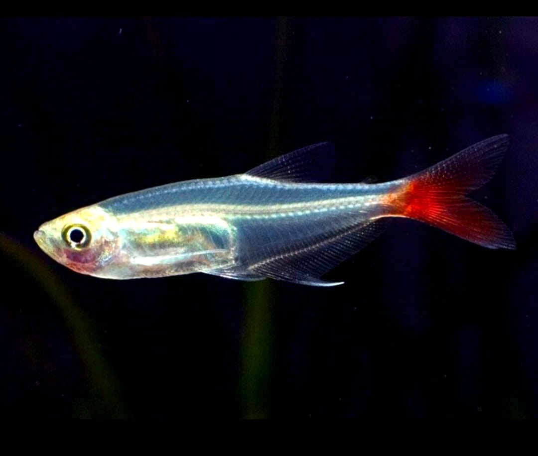 Nano-Aquarium mit Bodendeckern gestalten 🌿