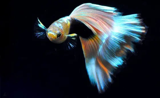 Guppys im Aquarium halten - das Verhalten AquaTimo