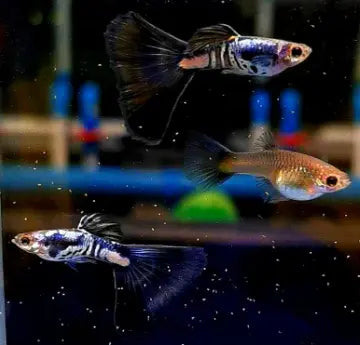 Guppys züchten leicht gemacht – von der Paarwahl bis zur Jungfischaufzucht 🐟👶 AquaTimo