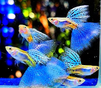 Haltung von Guppys der Farbschlagvariante Blue Grass im Süßwasseraquarium – Ein umfassender Leitfaden AquaTimo