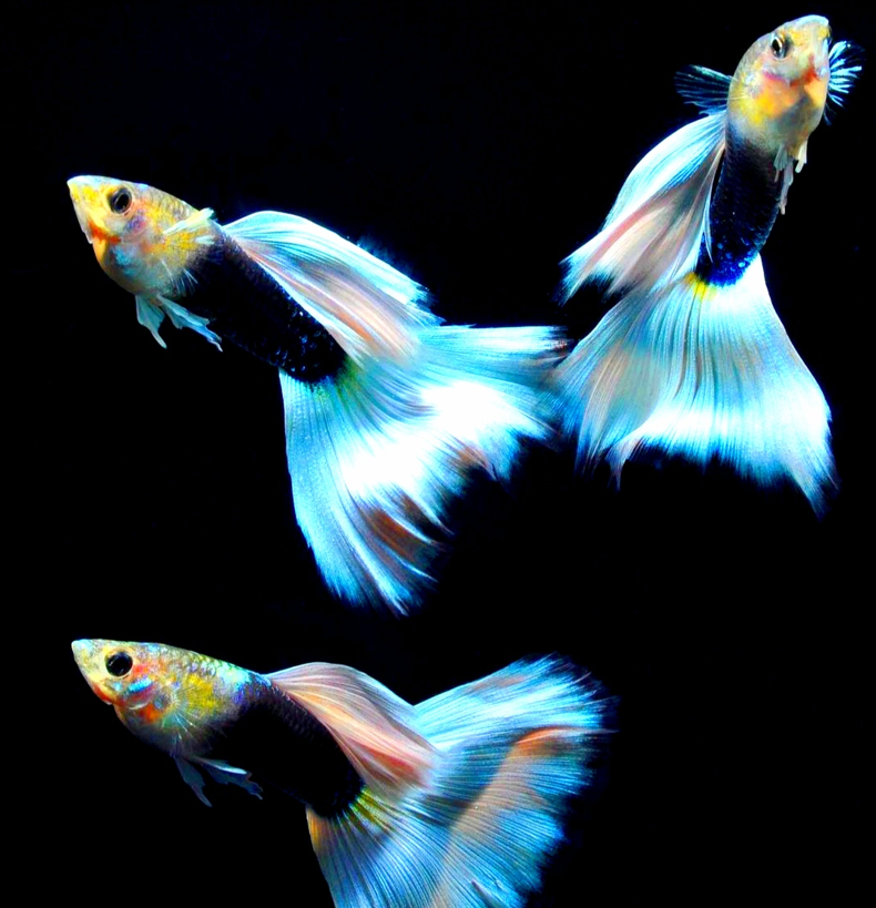 Guppy-Raritäten: Einzigartige Juwelen für Ihr Aquarium