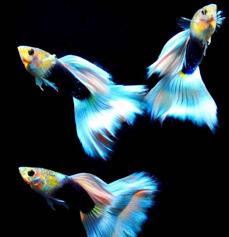Guppy-Raritäten: Einzigartige Juwelen für Ihr Aquarium AquaTimo