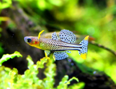 Blauaugen (Pseudomugil spp.): Farbenfrohe und lebendige Schwarmfische für dein Aquarium