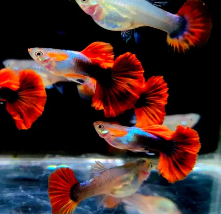 Die Wahrheit über Guppys: Faszinierende Fakten und Tipps zur Haltung AquaTimo