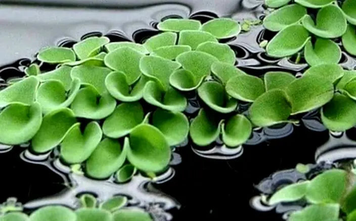 Vergesellschaftung: Mit welchen Tieren verstehen sich Napfschnecken gut? 🐠🤝 AquaTimo