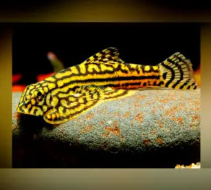 Prachtflossensauger im Gesellschaftsbecken – welche Fische passen dazu? 🐟🤝 AquaTimo