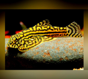 Die besten Aquarienpflanzen für Prachtflossensauger-Becken 🌿
