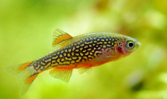 Perlhuhnberbling (Danio margaritatus): Der schillernde Juwel für dein Aquarium