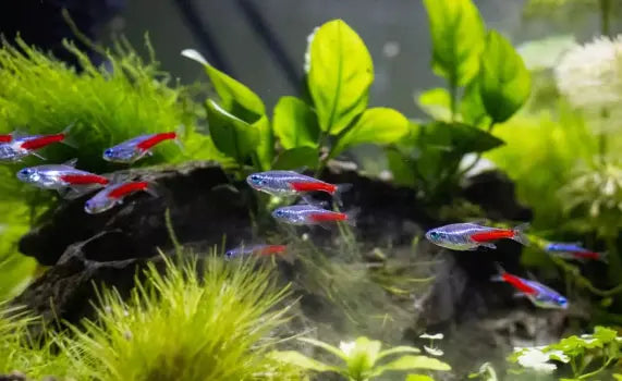 Nanofische & Garnelen: klappt die Vergesellschaftung? 🐟🦐 AquaTimo