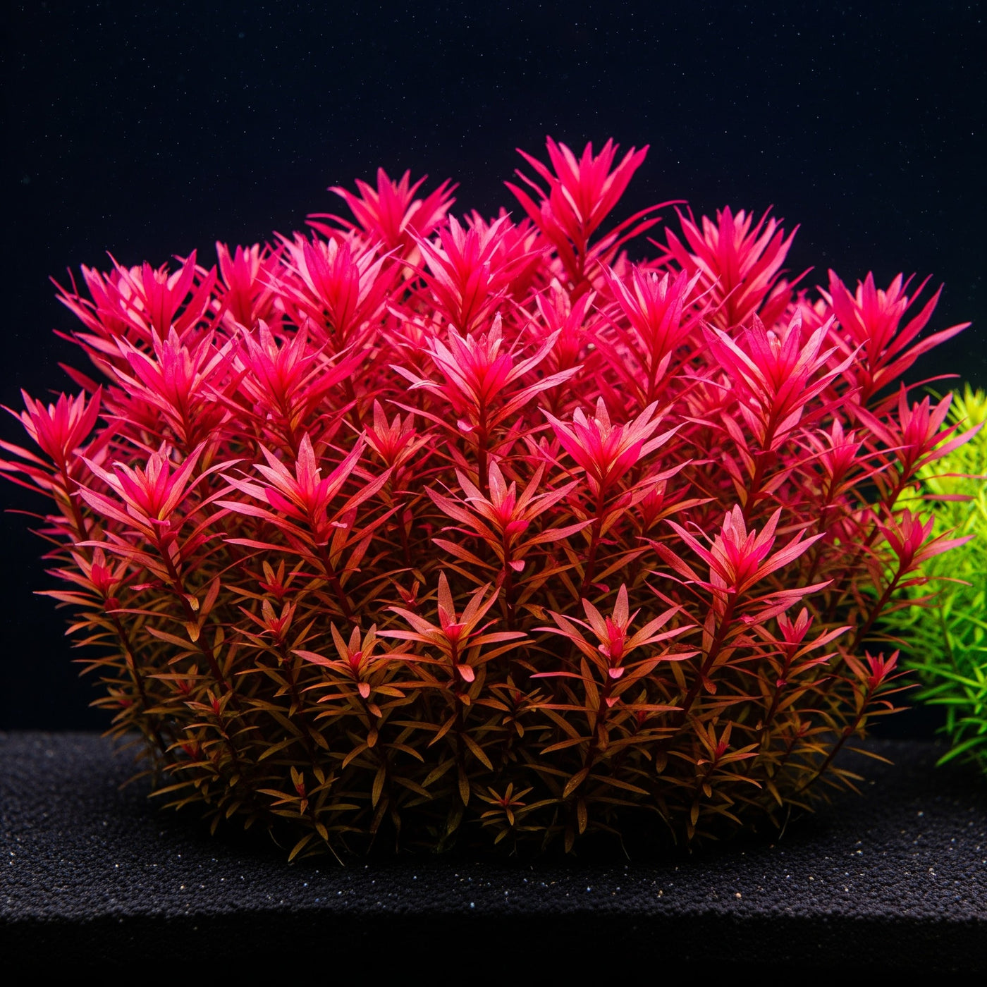 Tannenwedel-Sumpffreund (Limnophila hippuridoides): Ein farbenprächtiger Blickfang für dein Aquarium