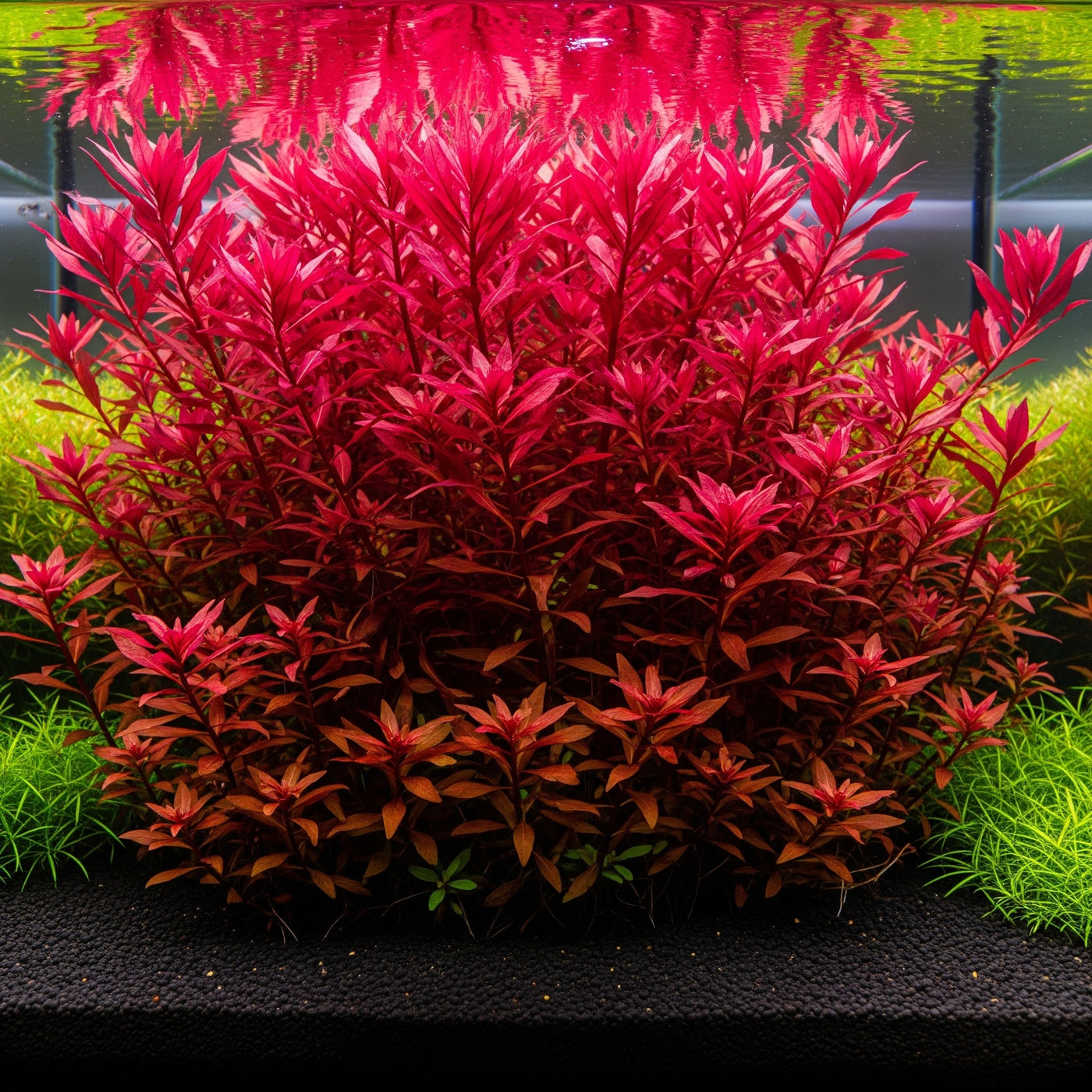 Ludwigia sp. 'Super Red': Der flammende Farbtupfer für dein Aquarium