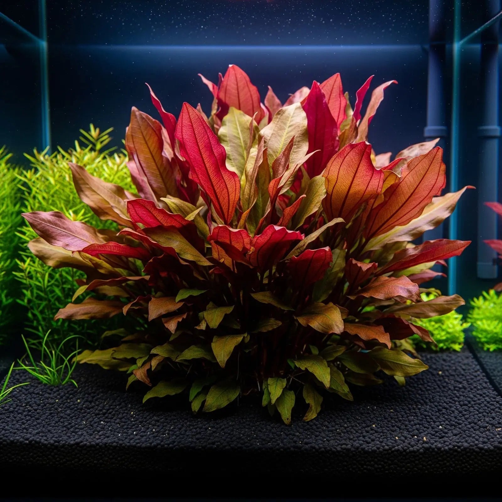 Echinodorus cordifolius 'Harbich Rot': Die robuste Herzblatt-Schwertpflanze mit dem roten Akzent AquaTimo
