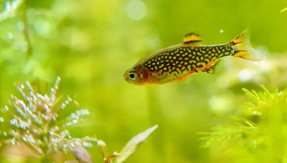Die 5 häufigsten Fehler bei der Haltung von Nanofischen – und wie du sie vermeidest 🐟❌✅ AquaTimo
