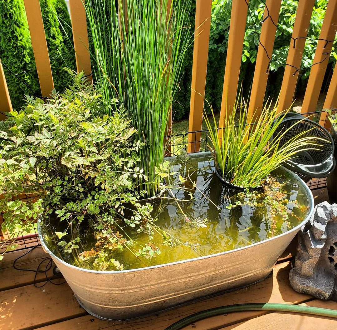 Mini-Teich Bewohner Kaufen