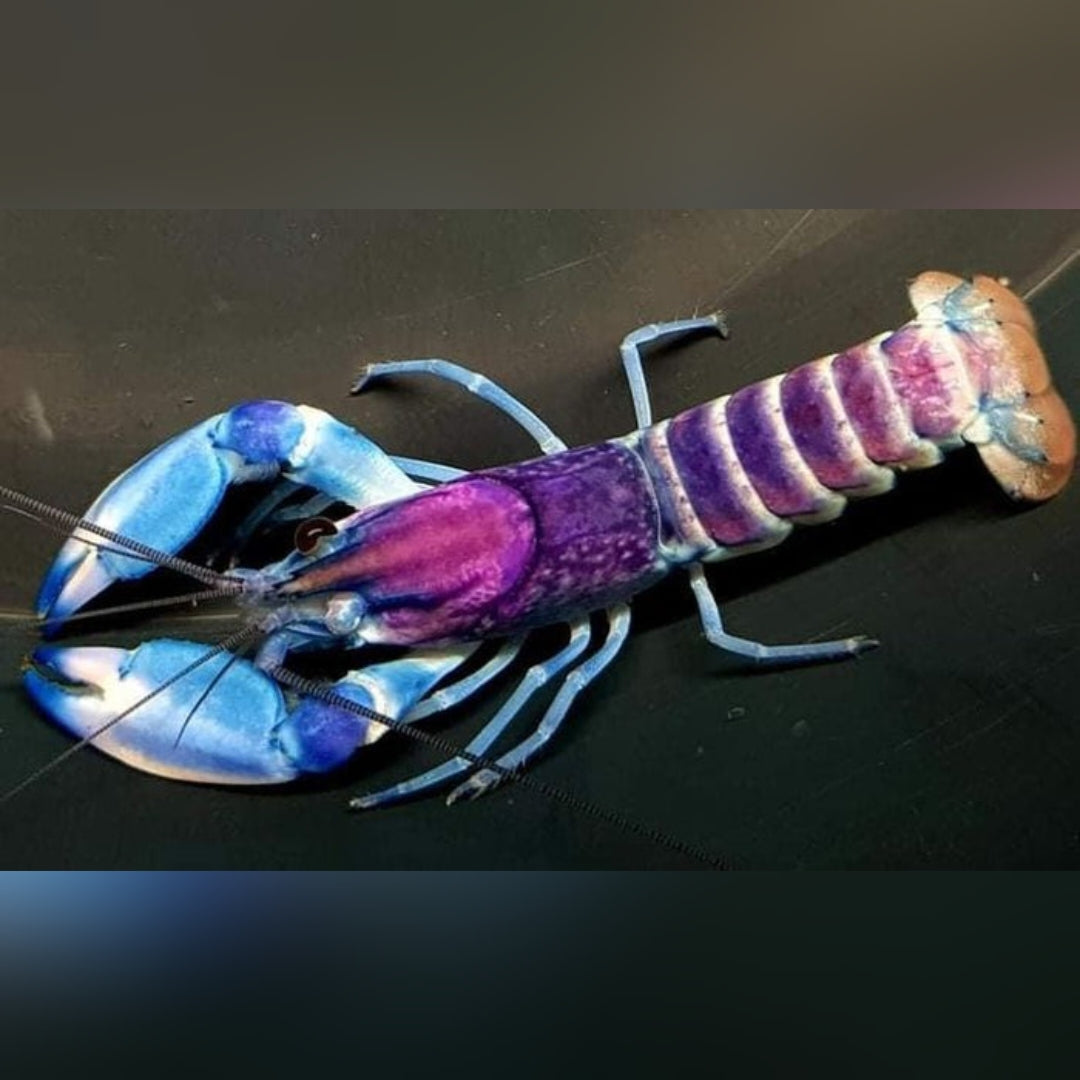 Krebse