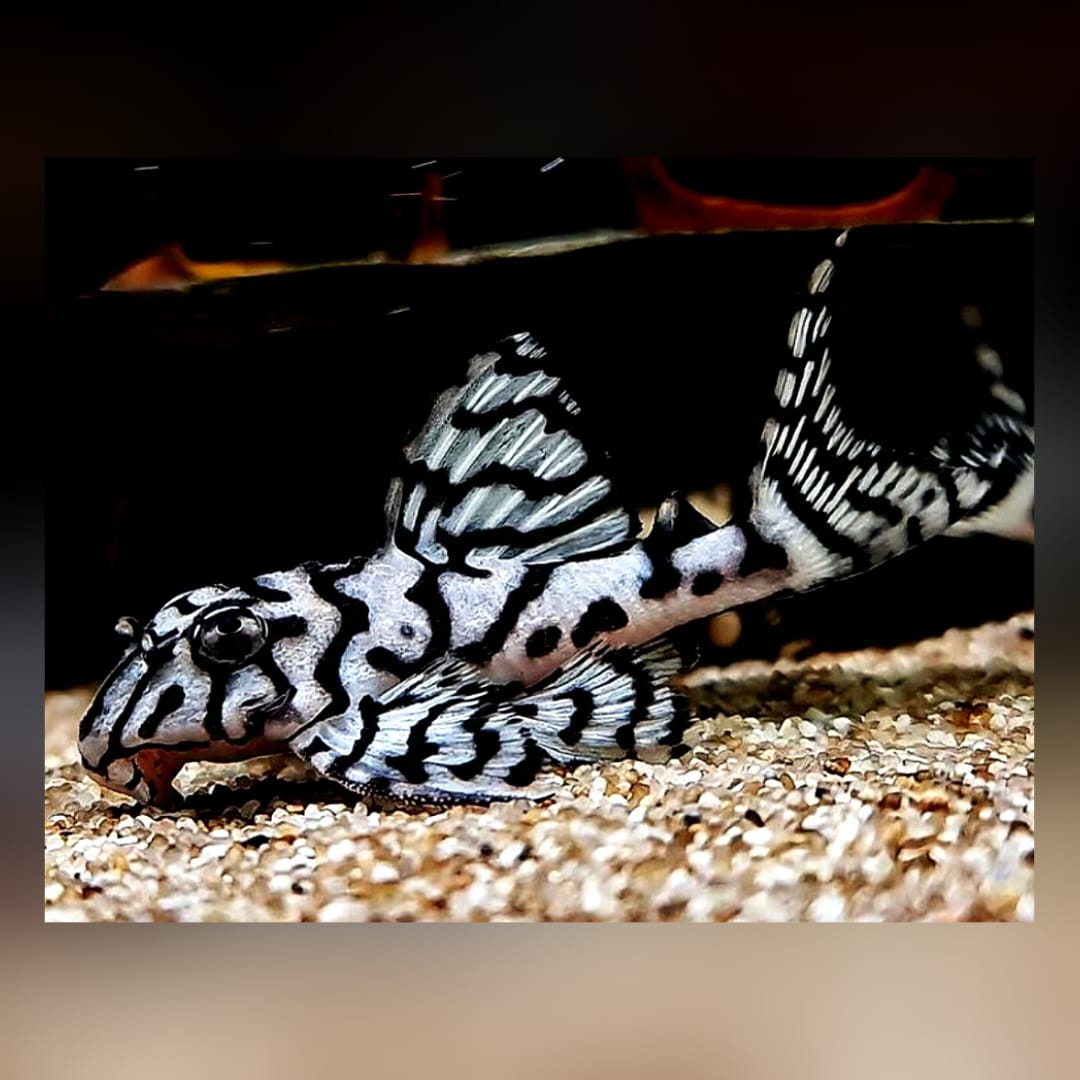 ⭐ Welse Kaufen Aquatimo.de