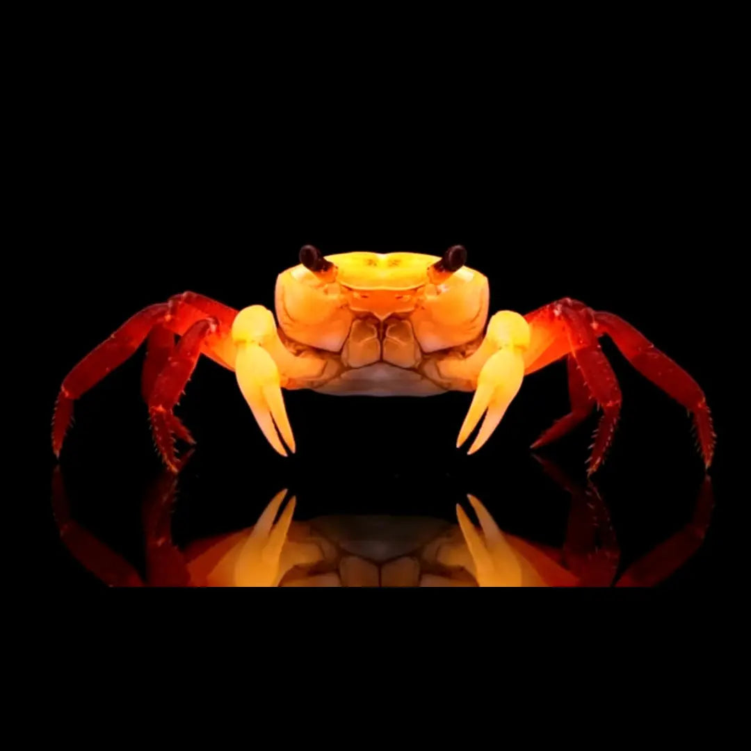 Krabben AquaTimo