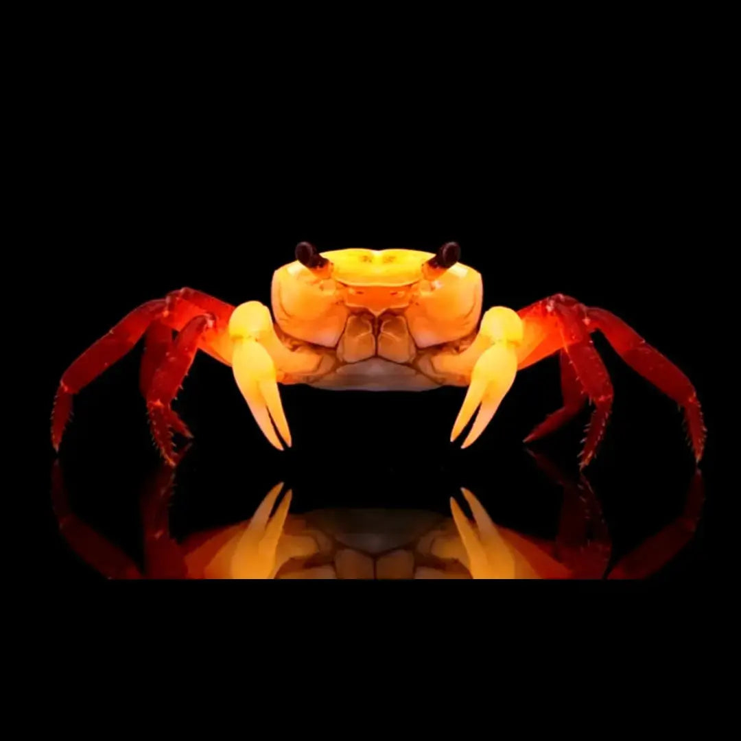 Krabben AquaTimo