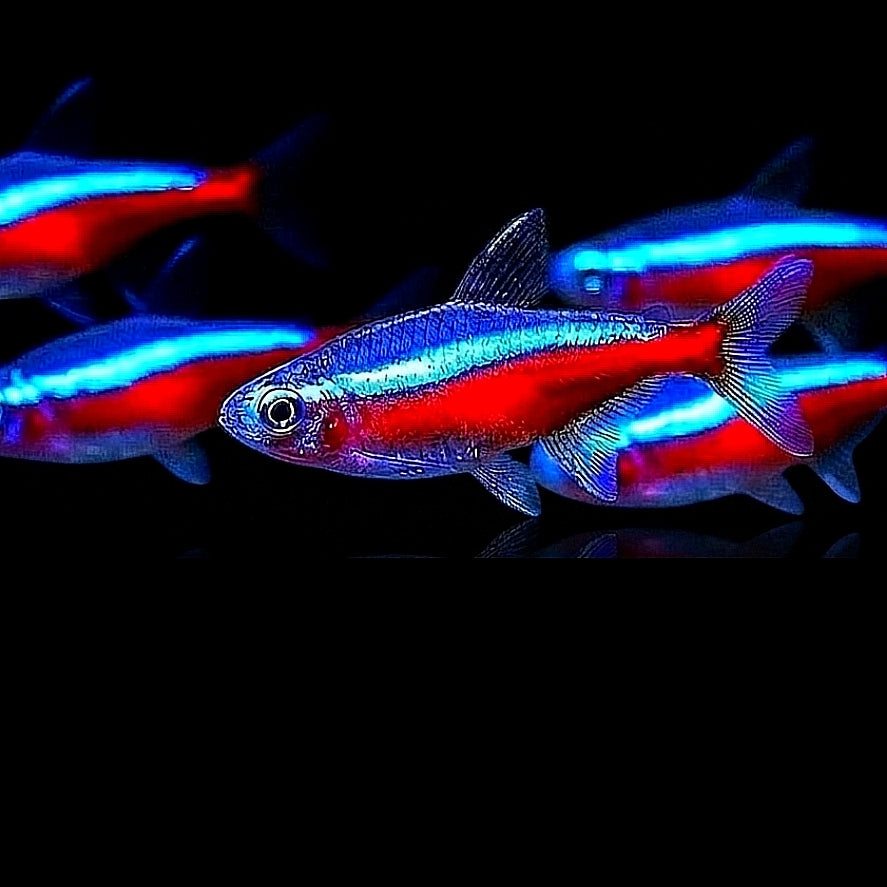 Salmler
