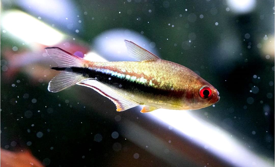 Nematobrycon lacortei – Der Regenbogenkaiserfisch für dein Aquarium