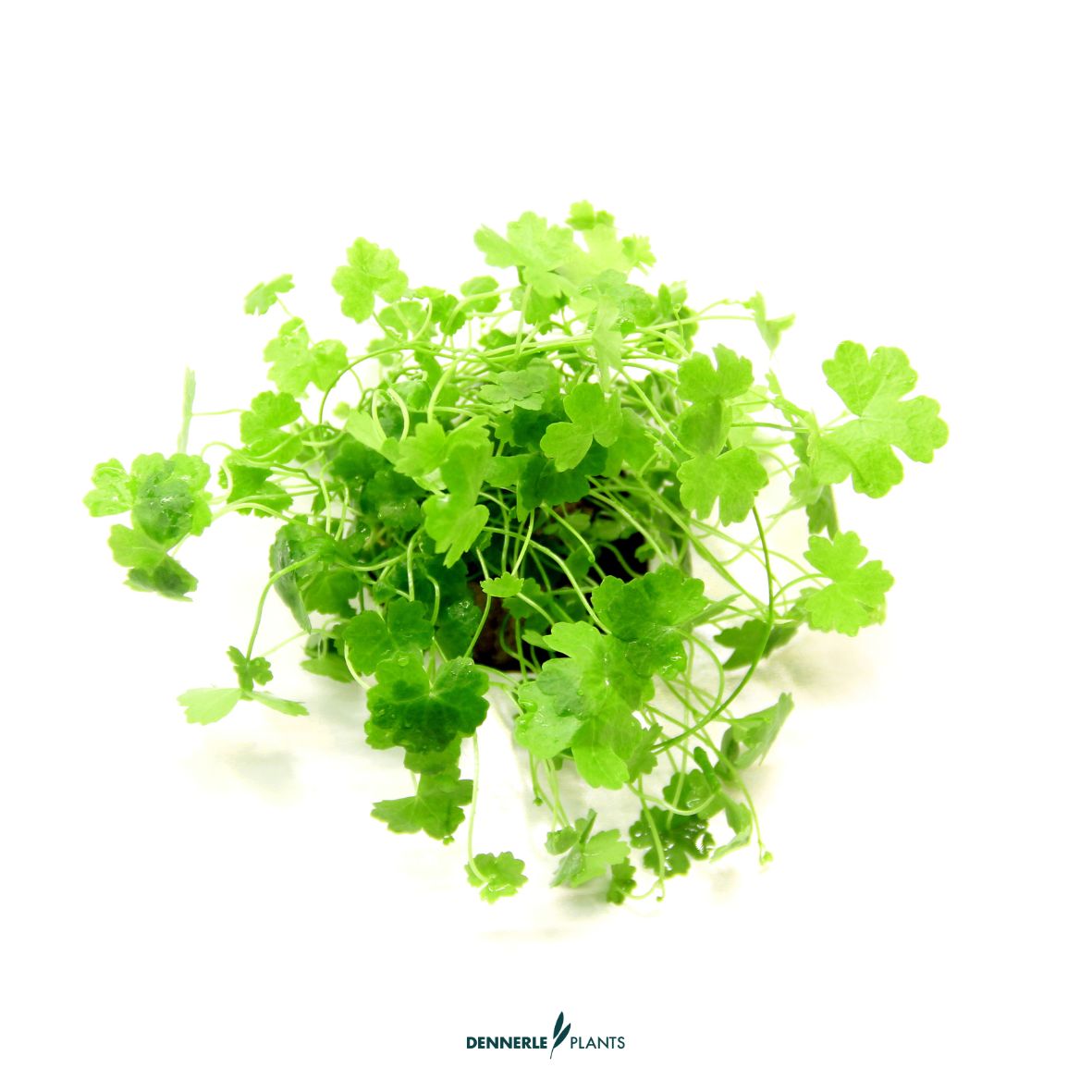 Hydrocotyle tripartita / Dennerle-Plants