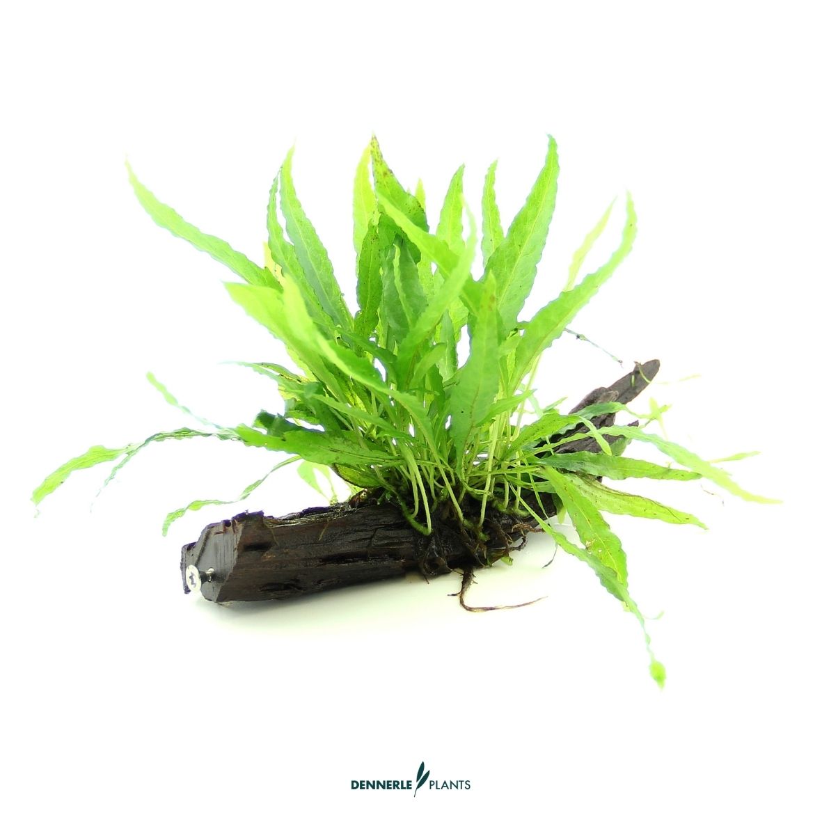 Microsorum pteropus auf Wurzel / Dennerle-Plants