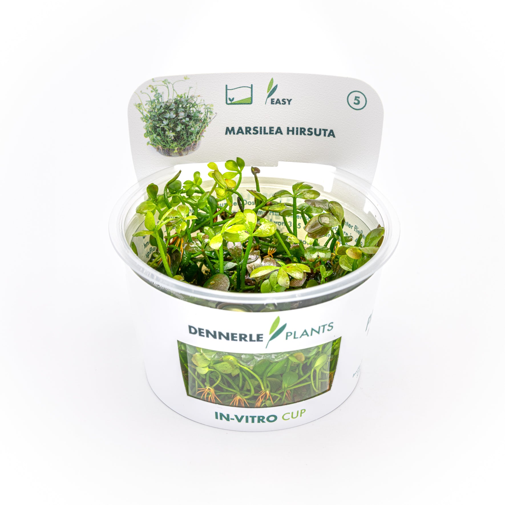 Marsilea hirsuta CUP / Dennerle-Plants