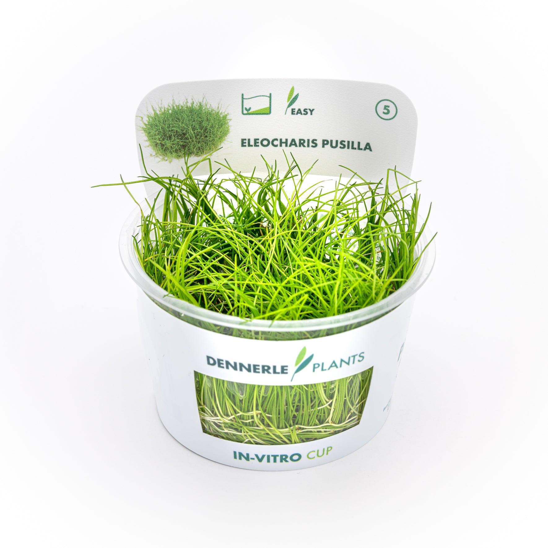 Eleocharis pusilla CUP / Dennerle-Plants